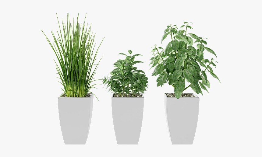 Kitchen Herbs Png, Transparent Png