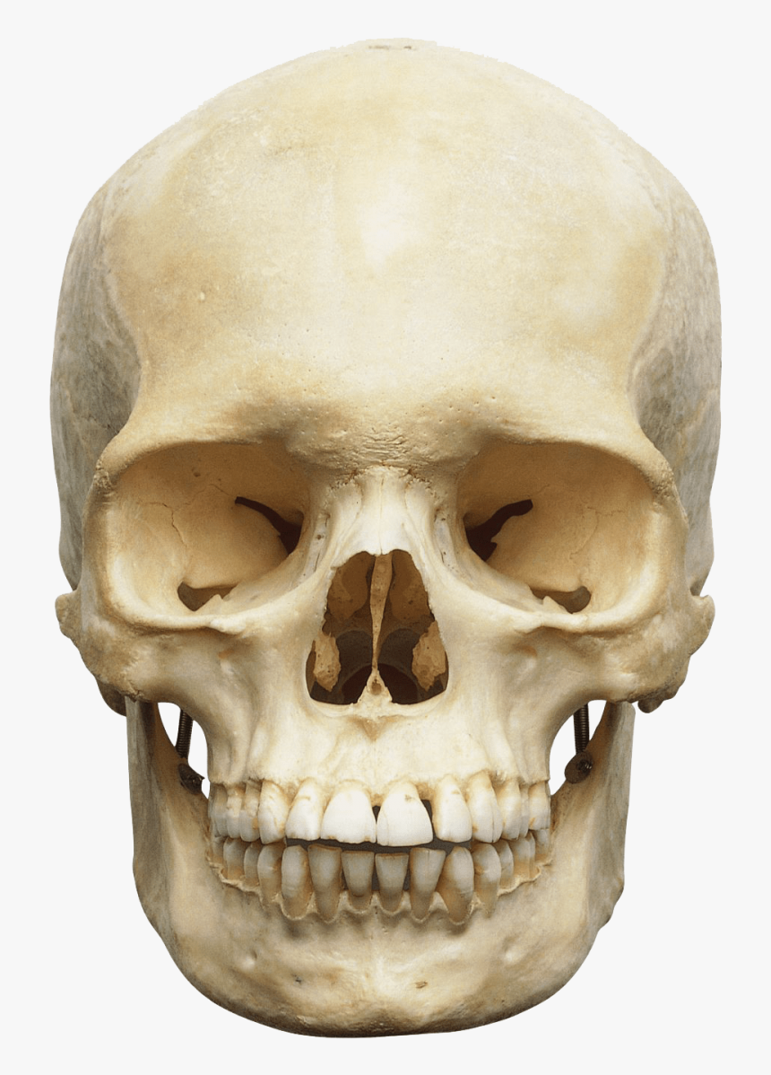 Skull Png Image - Skeleton Head Png, Transparent Png