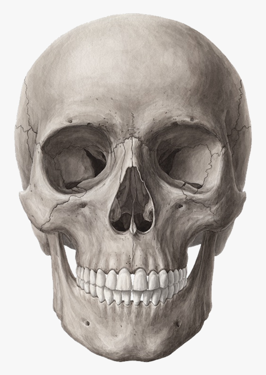 Skull Png Image - Transparent Background Skull Png, Png Download