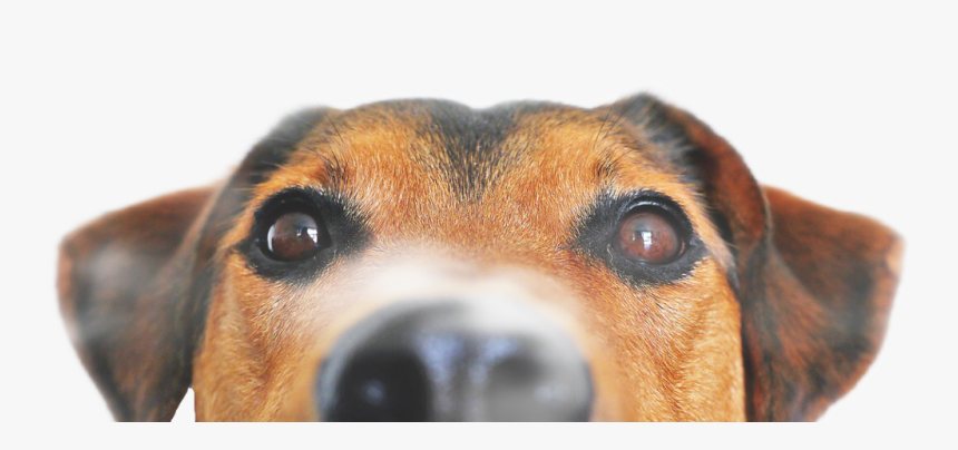 #freetoedit - Dog Peeking Png, Transparent Png