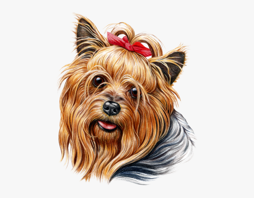 Cute Yorkie, HD Png Download