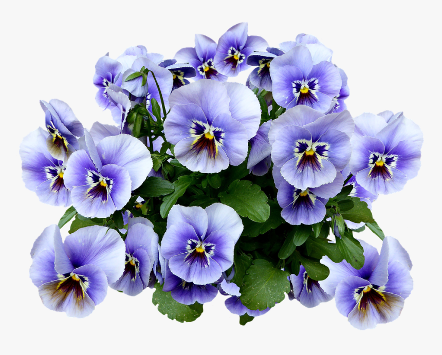 Pansy, Spring, Blossom, Bloom, Flower, Blue, Flower - Pansy Png, Transparent Png