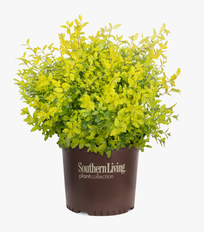 Sunshine Ligustrum In Branded Pot - Sunshine Ligustrum, HD Png Download