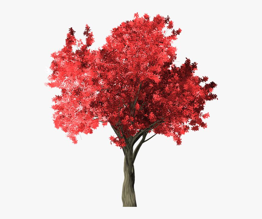 Arbol Png Rojo, Transparent Png