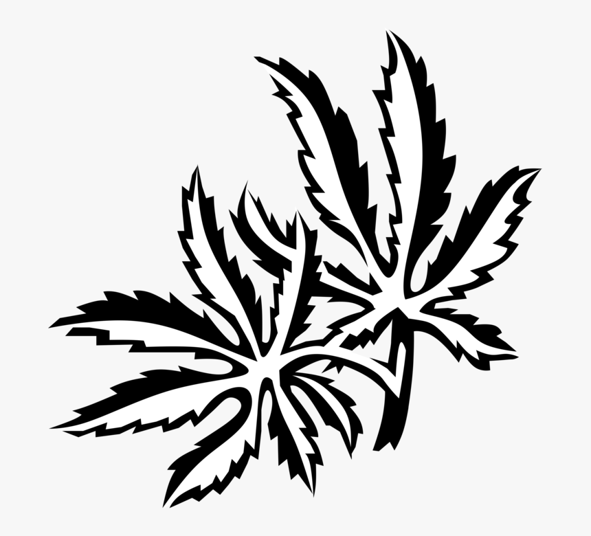 Vector Illustration Of Japanese Maple Vascular Botanical - Illustration, HD Png Download