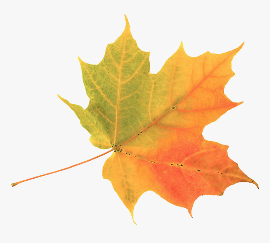 Explore Colors Of Summer - Simple Autumn Leaf, HD Png Download