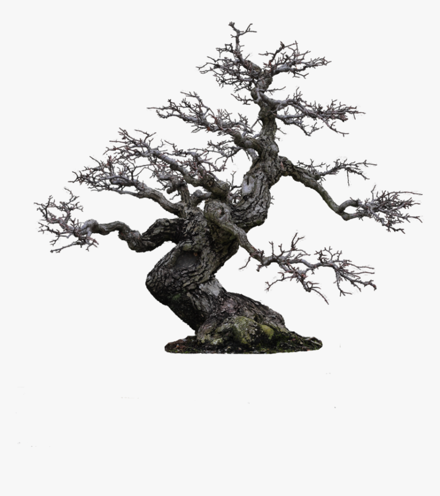 Bonsai Hd, HD Png Download