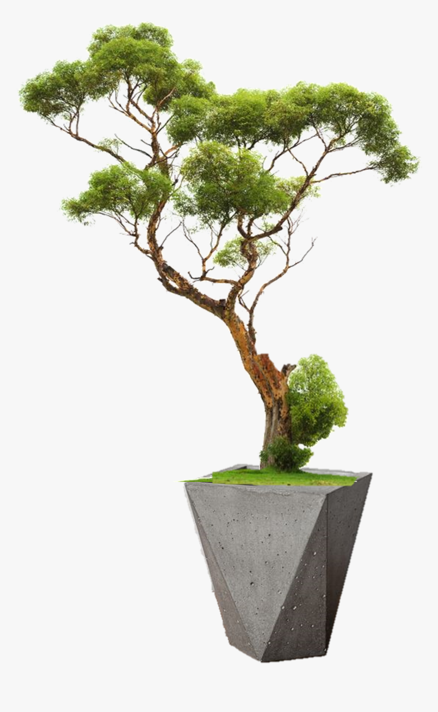 Chinese Tree Png, Transparent Png