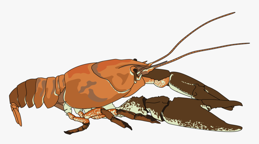 Character - Crayfish Clip Art, HD Png Download
