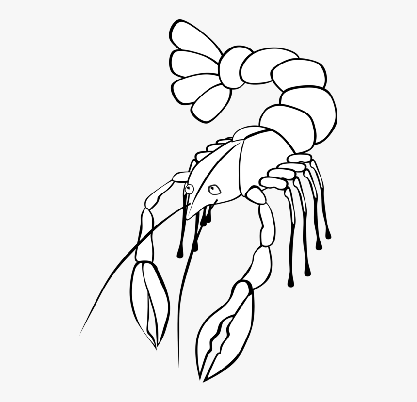 Art,monochrome Photography,plant - Crawfish Clip Art, HD Png Download