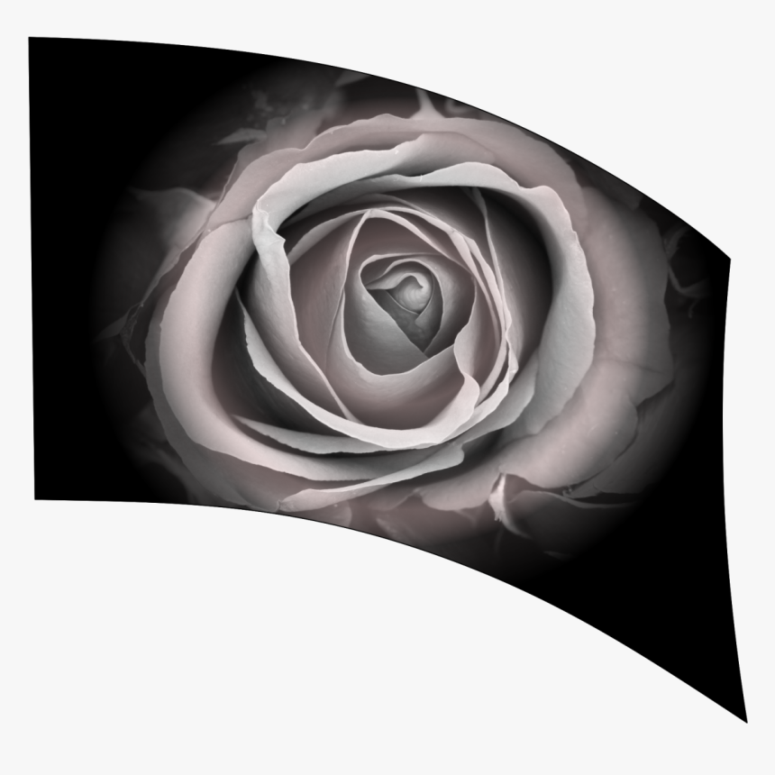 Garden Roses, HD Png Download