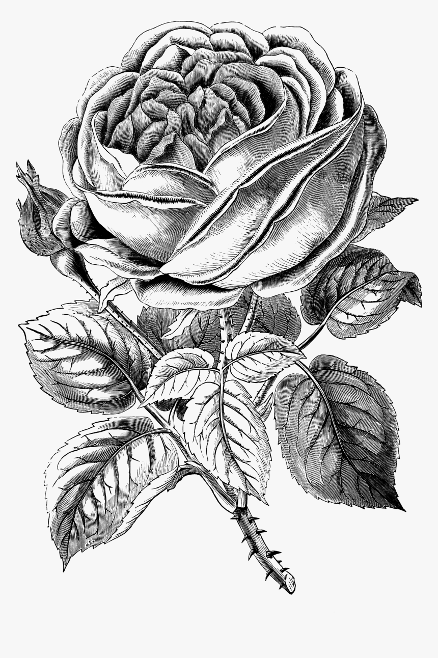 Free Vintage Clip Art, HD Png Download