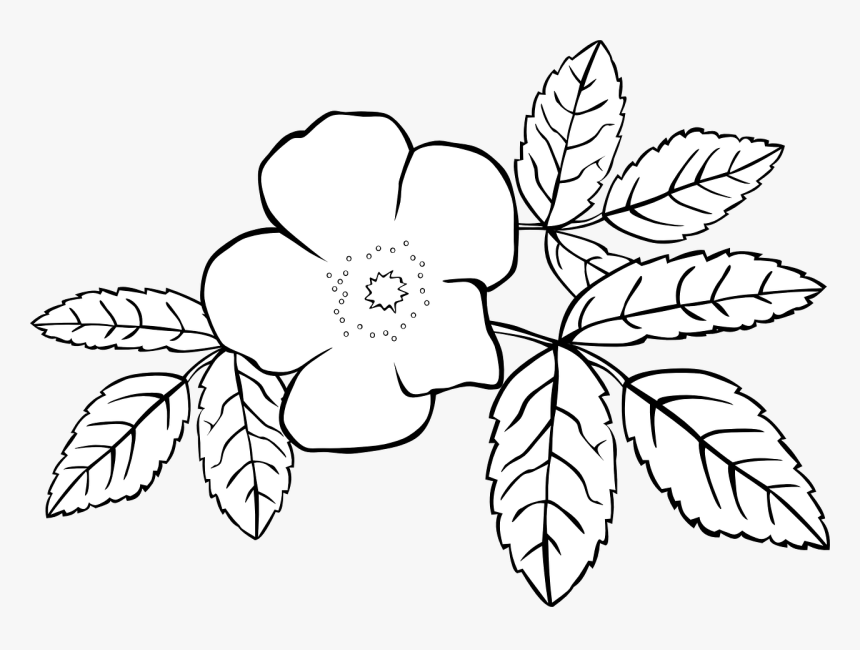 ดอกไม้ กราฟ ฟิ ค ขาว ดำ, HD Png Download