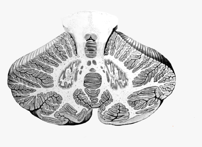 Cerebellum Cross-section, Without Labels - Cerebellum Right And Left Hemispheres, HD Png Download