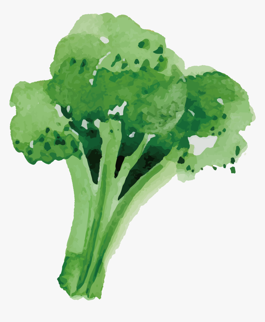 Jpg Freeuse Stock Broccoli Vector Healthy Food - Vector Broccoli Png, Transparent Png