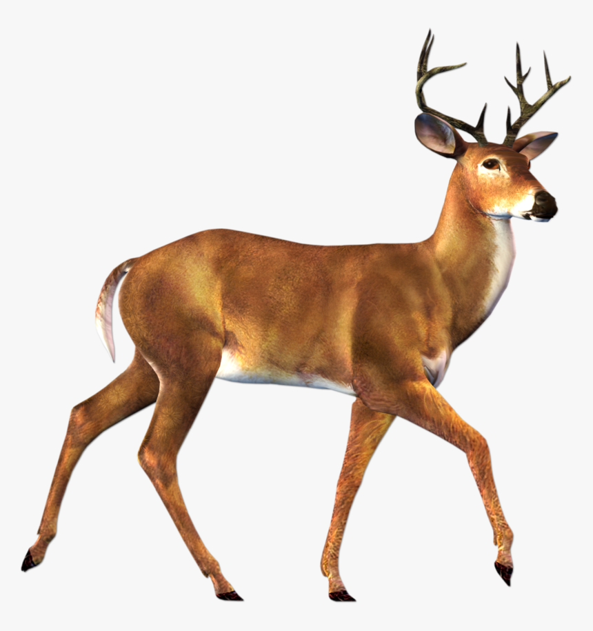 Deer Png Image - Deer Png, Transparent Png