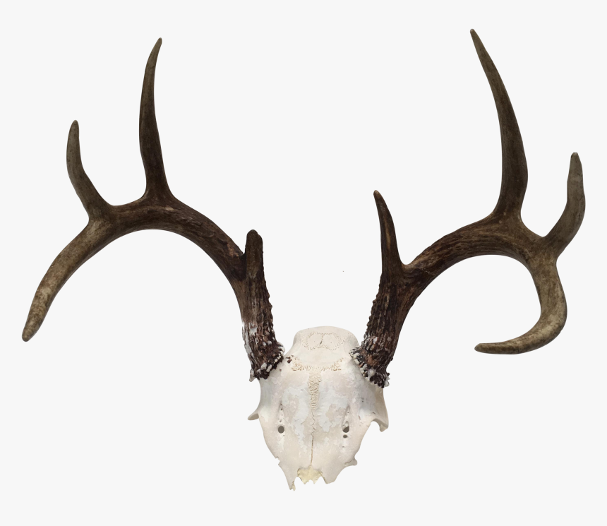 Banner Stock Natural Point Deer Antler Chairish - Antler, HD Png Download