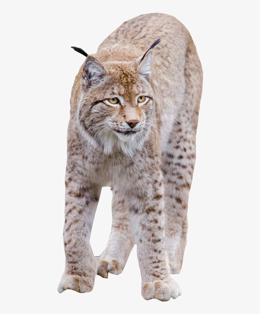 Lynx Standing Png Image - Transparent Bobcat Png, Png Download