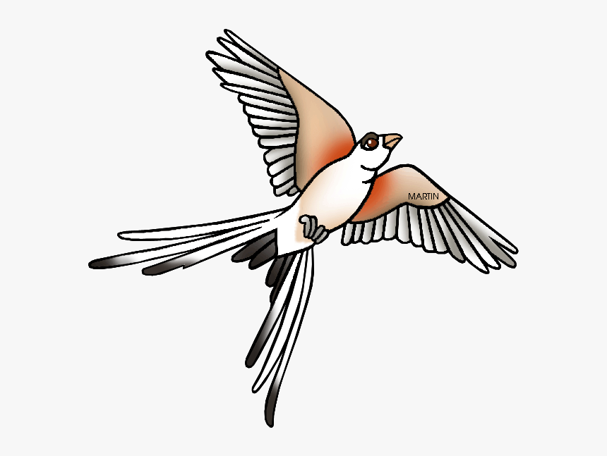 Transparent Scissor Clipart - Scissor Tailed Flycatcher Clipart, HD Png Download