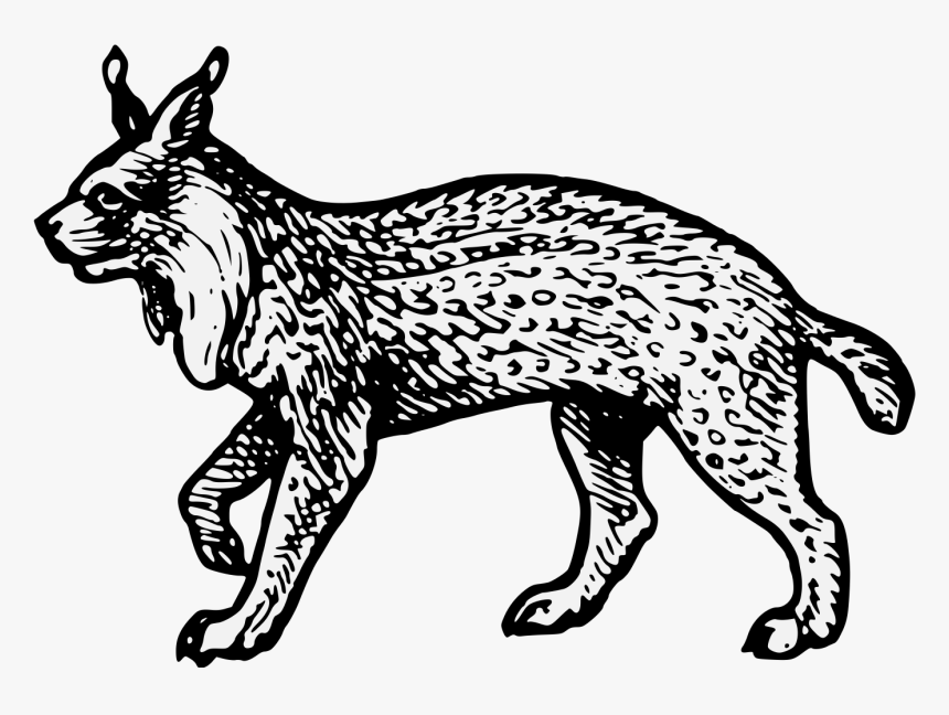 Lynx Heraldry, HD Png Download