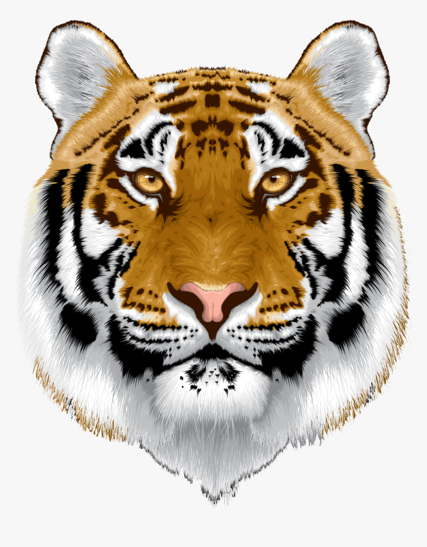 White Tiger Head Png - Tiger, Transparent Png