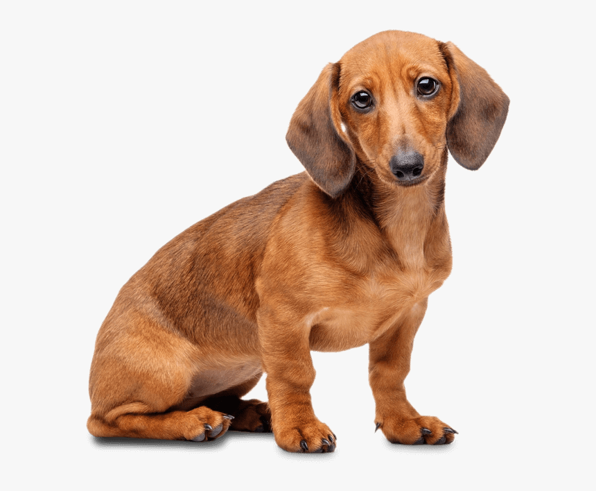 Dachshund Png, Transparent Png