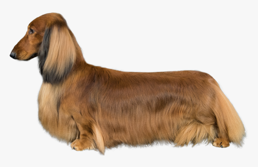 Dachshund, HD Png Download