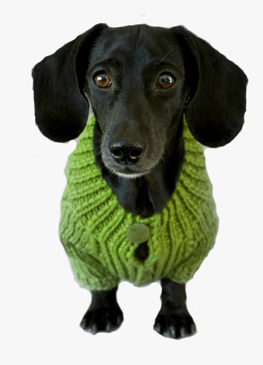 Taking Time To Teach Your Dog Essential Skills Will - Dog, HD Png Download