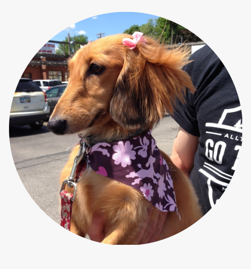 Dachshund - Companion Dog, HD Png Download