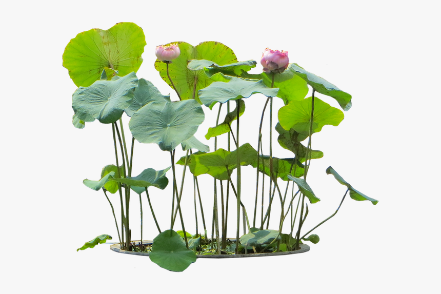 Nelumbo Nucifera Png, Transparent Png