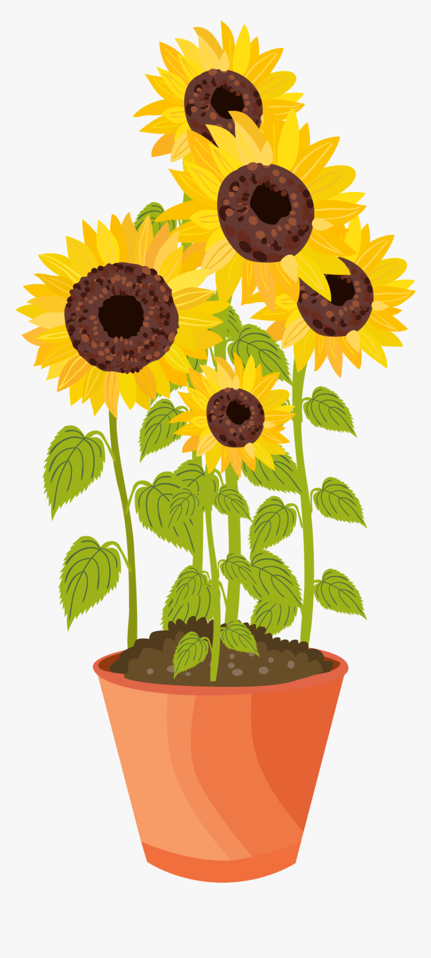 Sunflower, HD Png Download