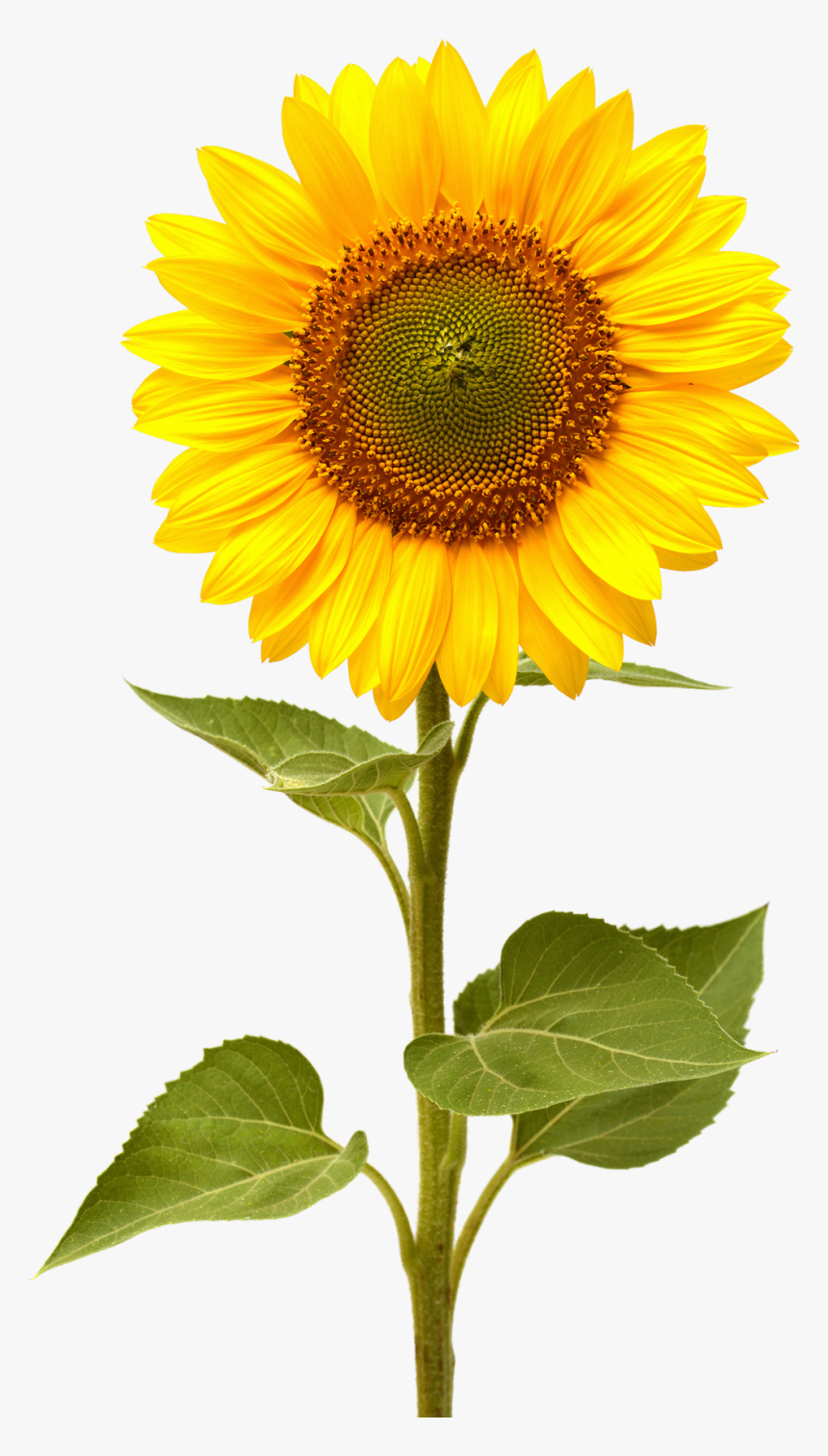 Sunflower Png Image - Sunflower Png, Transparent Png