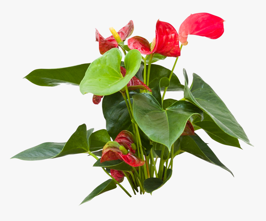 Anthurium Png, Transparent Png
