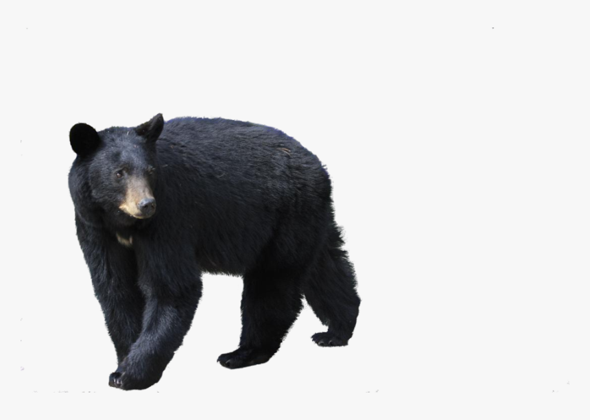 American Black Bear Png - Black Bear Png, Transparent Png