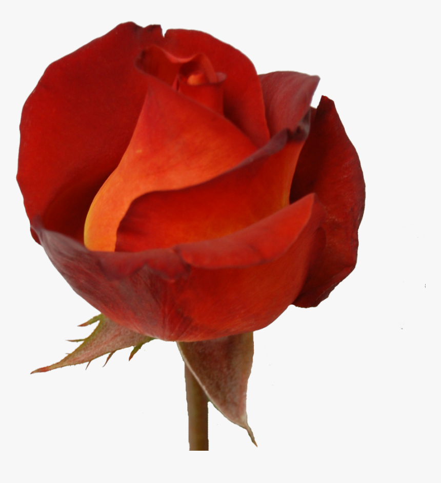 Garden Roses, HD Png Download