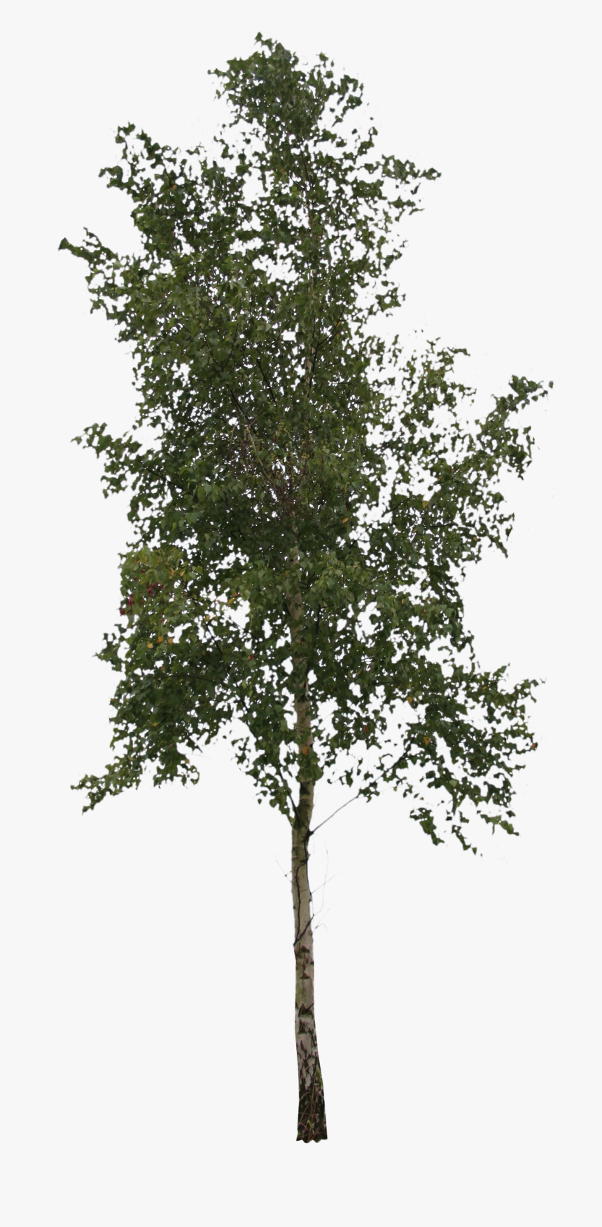 Transparent Maple Tree Png - Pond Pine, Png Download