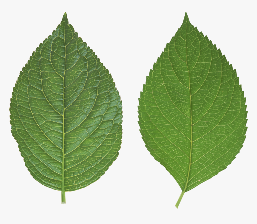 Green Leaves Png Image - Leaf Png Transparent, Png Download