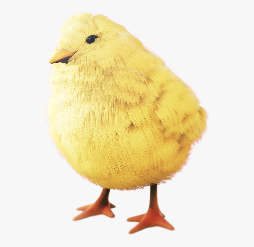 Canary, HD Png Download