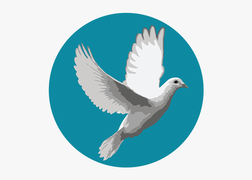 Most Beautiful White Birds, HD Png Download