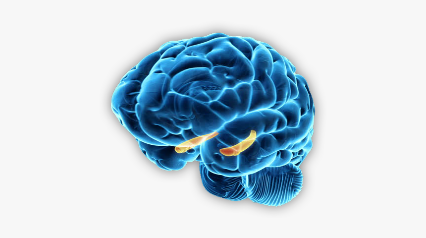 Brain - Brain Hippocampus Png, Transparent Png