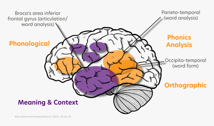Reading-brain - Food, HD Png Download
