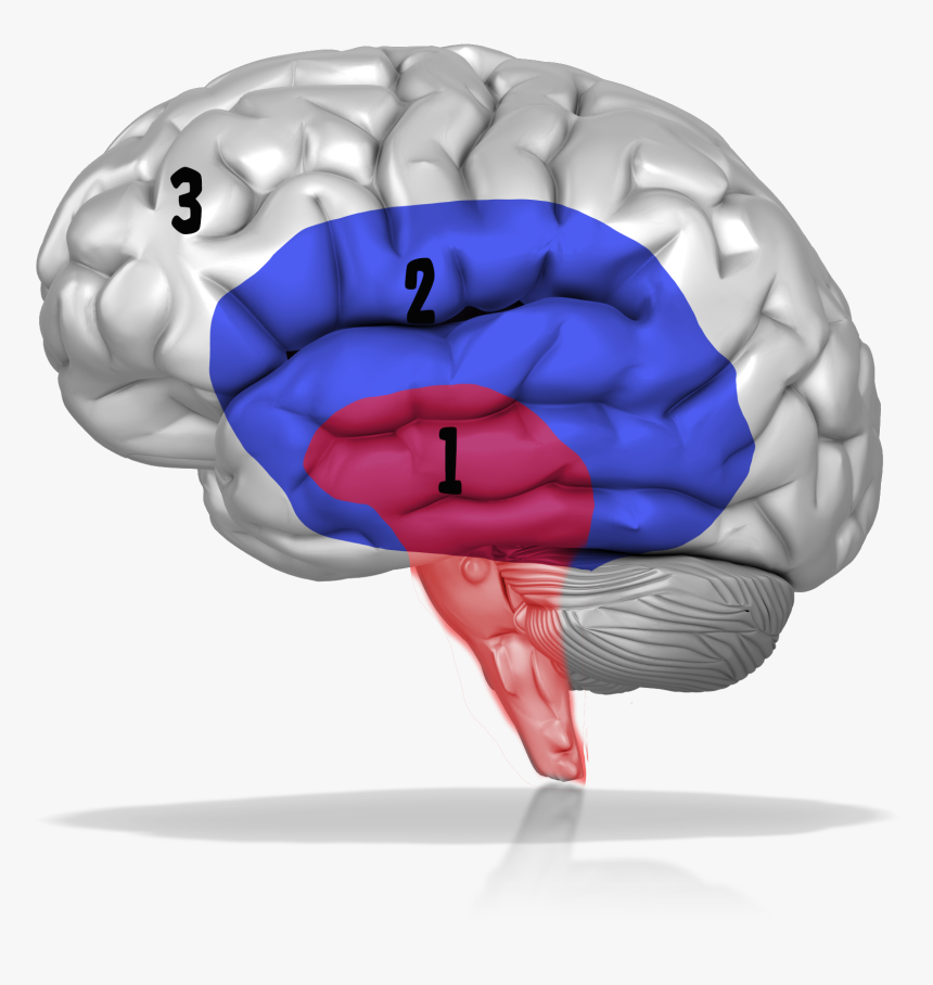Three Brains - Pap Primeros Auxilios Psicologicos, HD Png Download