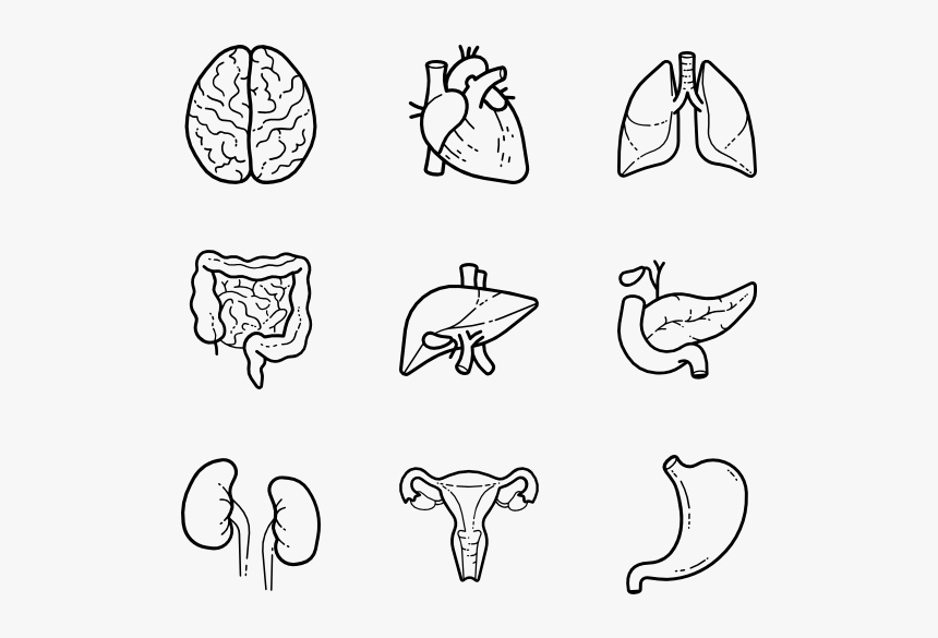 Icon Human Body Parts Png, Transparent Png