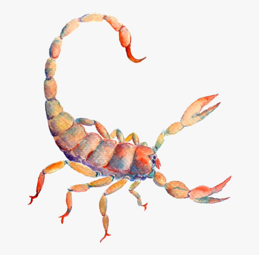 New Moon In Scorpio - 蠍 座 死 と 再生, HD Png Download