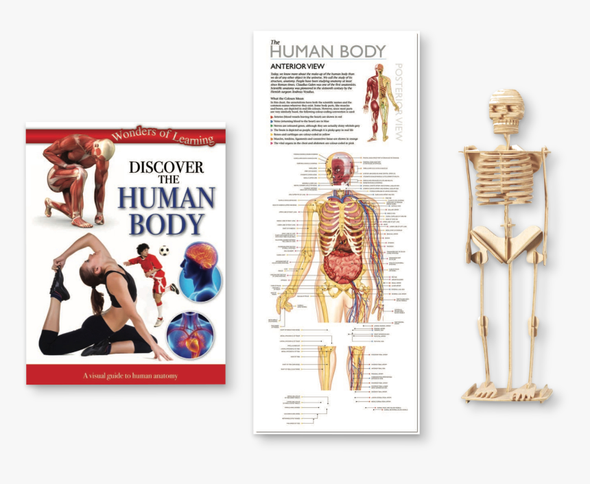 Discover The Human Body Educational Tin Set - Aldi Books Human Body, HD Png Download