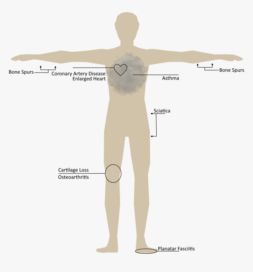 Human Body - Male, HD Png Download
