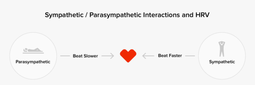 How The Sympathetic And Parasympathetic Branches Of - Circle, HD Png Download