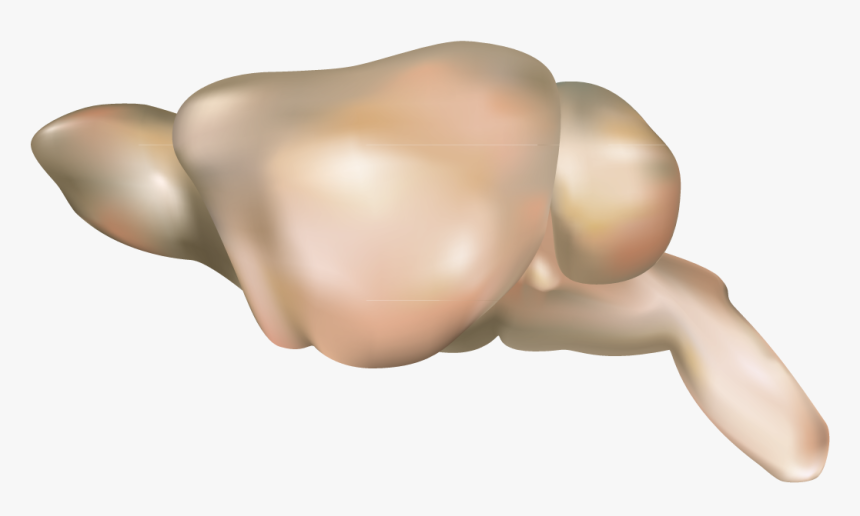 201308 Mouse Brain2 - Mouse Brain Lateral View, HD Png Download