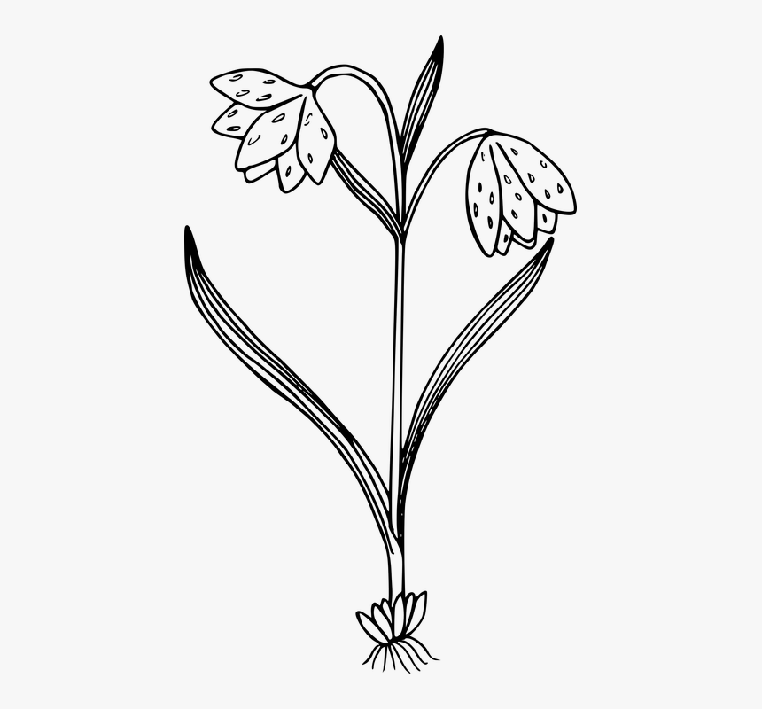 Black And White Flower Plant Png Clipart, Transparent Png