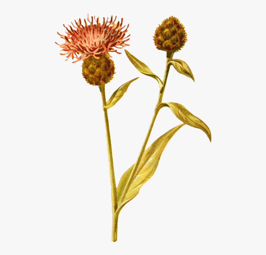 Wildflowers Drawing Plant - Fleurs Sauvages Png, Transparent Png